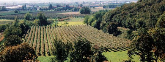 Meet our Producers: La Valle Franciacorta